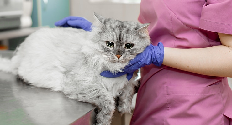 看護師資格を持つシッターが対応