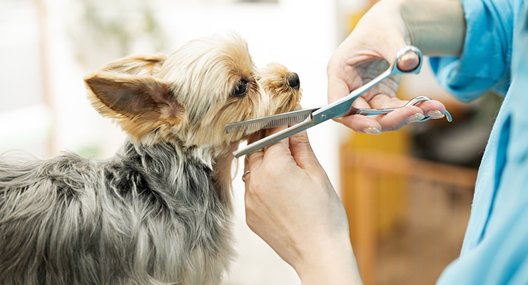 犬・猫の訪問トリミングに対応
