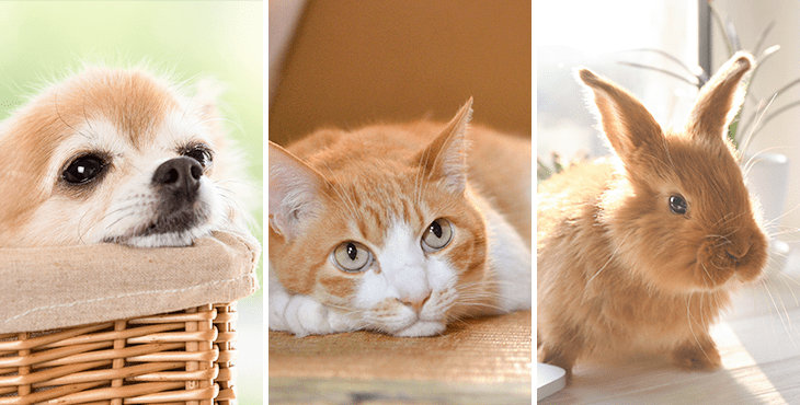 オフィシャルサイト