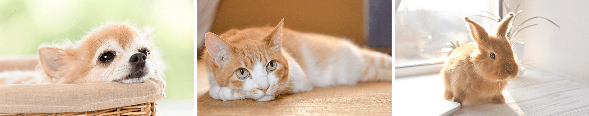 オフィシャルサイト