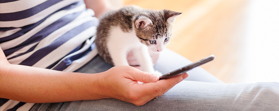 ペットシッターご案内サイト