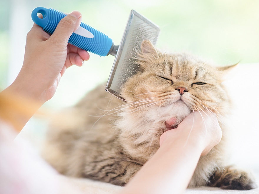 富士市を中心に、ご自宅で行うペットケアサービス